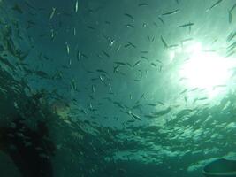 Underwater view of the sea in Sardinia 8 photo