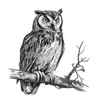 Owl bird on a branch sketch hand drawn in doodle style illustration vector