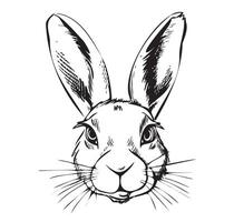 Rabbit face sketch hand drawn in doodle style illustration Cartoon vector