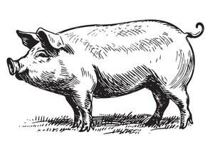 Fat pig in graphic style Farming and animal husbandry illustration vector