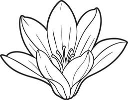 Coloring book for children a beautiful flower of a lily vector