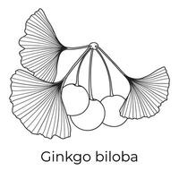 Ginkgo Biloba Tree Twig Outline vector