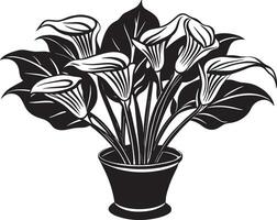 Beautiful Calla Flowers in a pot. illustration vector