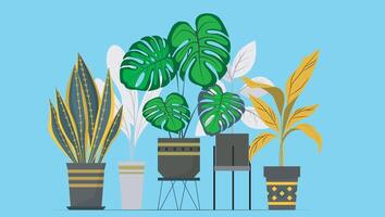 potted plants Decoration vector