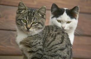 Closeup of two kittens photo