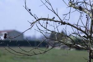 Detail of bare branches with blurred background photo