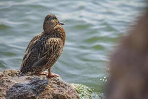 Duck near water photo