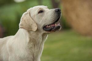 Labrador dog Portrait photo