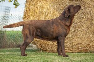 Labrador Dog Posing 32 photo