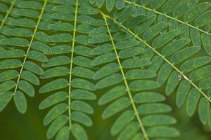 Detail of fern leaves shot with macro lens 9 photo