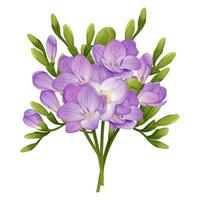 Set of freesia on isolated background. A bouquet of spring flowers for the decoration of cards, banners, posters, invitations, etc. vector