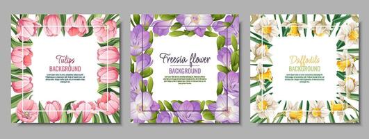 conjunto de bandera plantillas con primavera flores tarjeta postal, póster con tulipanes, narcisos, fresia ilustración de delicado flores en dibujos animados estilo para tarjeta, invitación, fondo, etc. vector