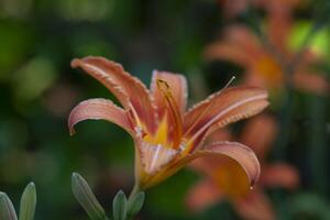 Orange Lilium flower detail 4 photo