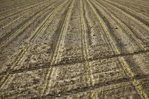 Sprouts in the field of corn cultivation photo