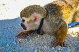 Spider monkey or Ateles kept on a leash 6 photo