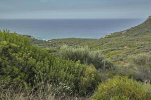 Mediterranean vegetation on the coast of Sardinia photo