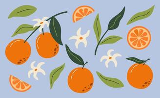 Set of hand drawn oranges fruits with leaves, branches and flowers. Modern botanical illustration. Set of citrus. vector