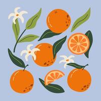 Set of hand drawn oranges fruits with leaves, branches and flowers. Modern botanical illustration. Set of citrus. vector