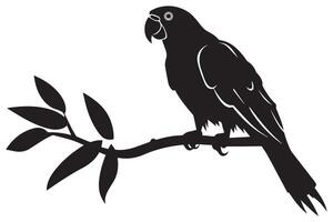 parrot silhouettes pro design vector