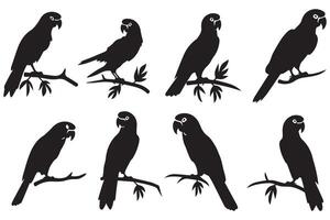 parrot silhouettes of amazon jungle isolated on white background free design vector