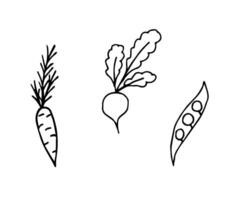 Simple freehand drawing in black outline. Contour of beets, carrots, pea pod isolated on a white background. Organic farm vegetables, harvest, market. For labels, logo, stickers, shop price tag vector