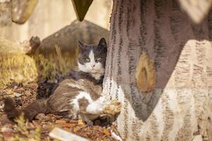 Cute cat relax outdoor photo