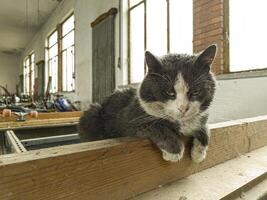 Cat Amid Abandoned Objects in Disused Place photo
