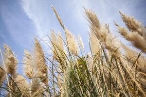 Pampas grass in nature photo