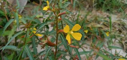 foto de amarillo flores con césped antecedentes