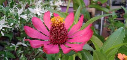 Photo of Flowers with Foliage Background