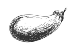 Eggplant isolated on white background. Black and white vegetable. Food drawn with hatching. Hand drawn aubergine. Guinea squash sketch vector