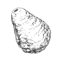 Avocado isolated on white background. Hand drawn avocado. Black and white vegetable. Food drawn with hatching. Sketch of whole avocado vector