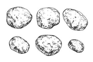 Set of potatoes of different sizes. Hand drawn raw potatoes isolated on white background. Black and white collection of vegetables. Food drawn with hatching vector