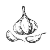 Head of garlic and garlic cloves isolated on white background. Hand drawn garlic. Black and white vegetable. Food drawn with hatching. Sketch of garlic vector