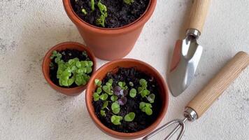 Pots with various vegetables seedlings. video