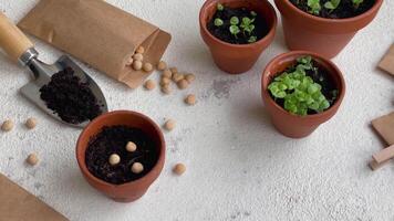 Pots with various vegetables seedlings. video