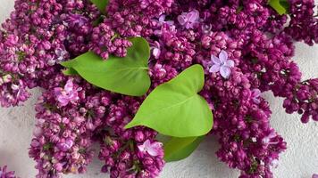 une bouquet de violet fleurs avec vert feuilles video
