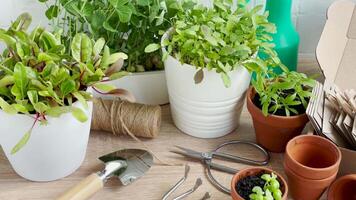 Indoor Gardening Essentials Displayed on Wooden Table Surface During Daytime video