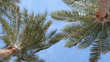 From below palm tree with green branches against cloudless blue sky in sunshine video