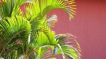 palm trees on terracotta wall background video