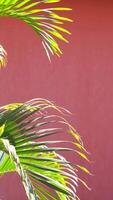 Palme Bäume auf Terrakotta Mauer Hintergrund video