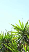 From below palm tree with green branches against cloudless blue sky in sunshine video