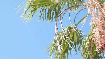von unten Palme Baum mit Grün Geäst gegen wolkenlos Blau Himmel im Sonnenschein video