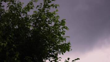 cerca arriba de luz de sol árbol soplo en frente de gris tormenta nubes el malo clima antes de tormenta. tormenta es próximo. video