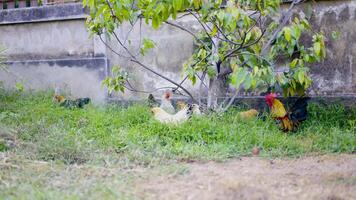 Flock of chickens grazing on the grass. Free range organic chickens poultry in a country farm. video