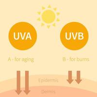 the different types of uvb and how they work vector