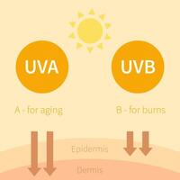 el diferente tipos de uvb y cómo ellos trabajo vector