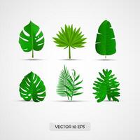 tropical plantas 3d conjunto vector
