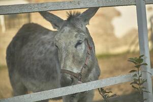 Donkey in fence photo