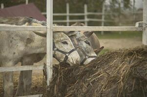 Burro en cerca 2 foto